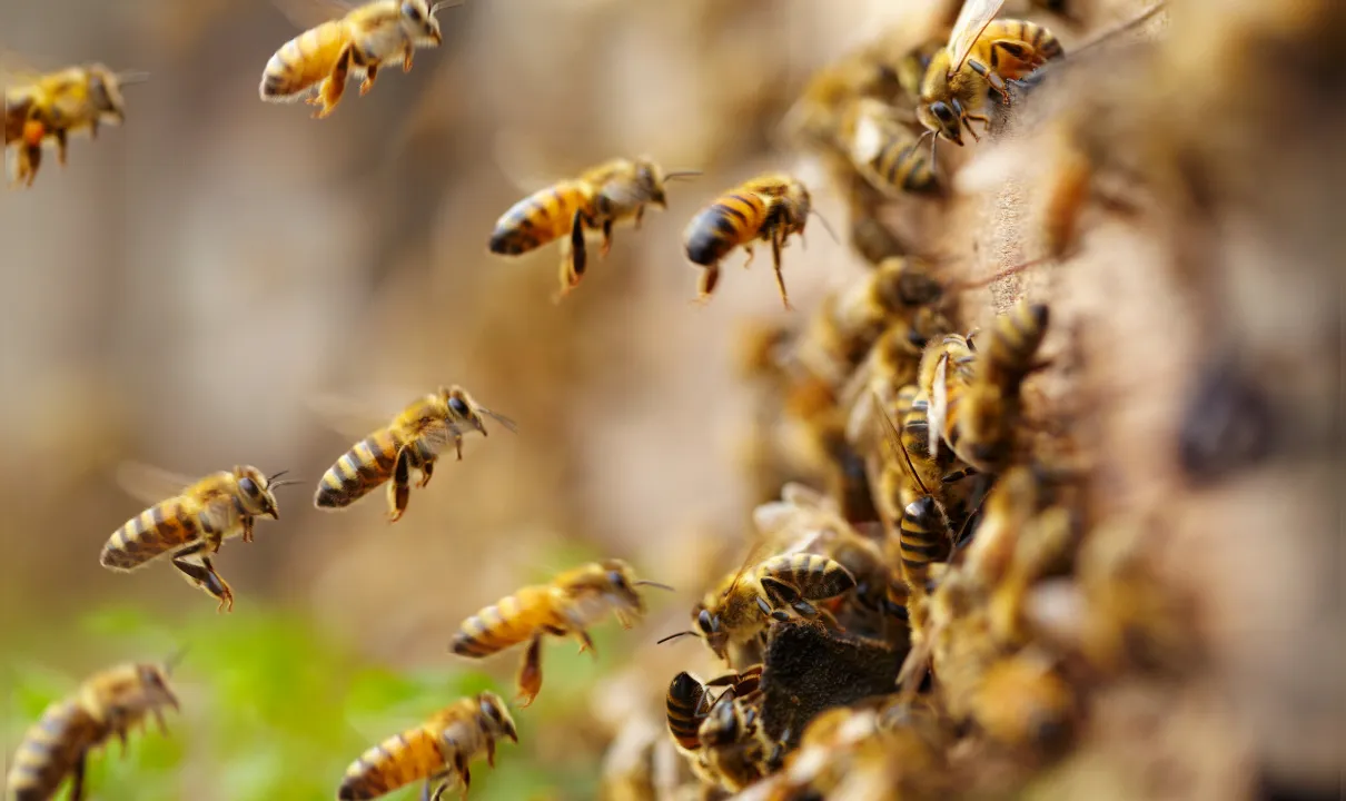 Bahia registra mais de 2.600 acidentes com abelhas, veja no Fala Bahia