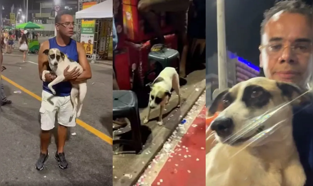 Cão é resgatado em circuito do carnaval de Salvador; veja