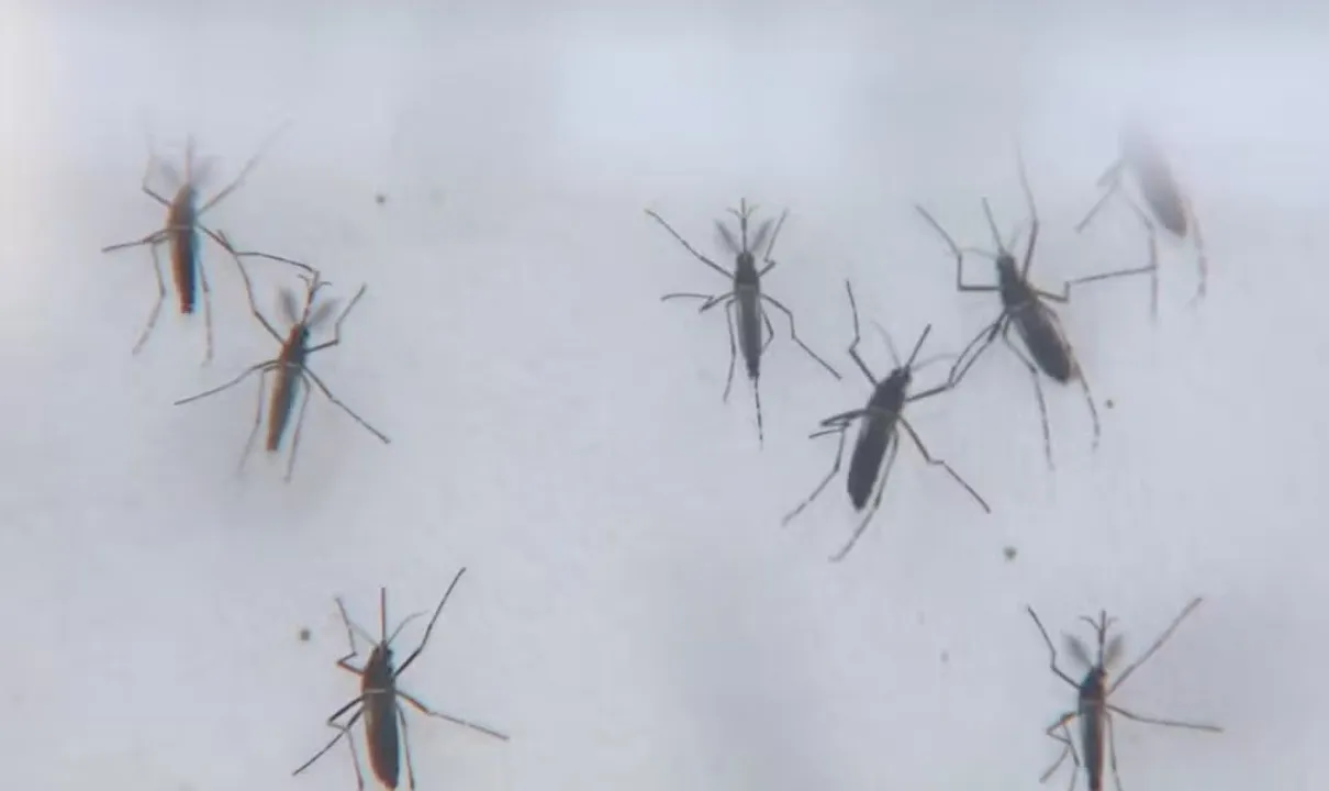 Dengue na Bahia: Sesab confirma 23ª morte por dengue no estado