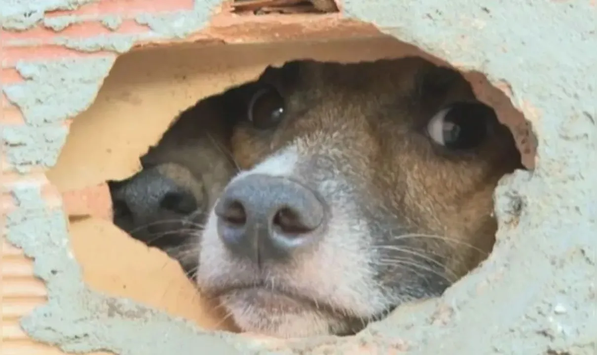 O Brasil tem cerca de 30 milhões de animais abandonados, de acordo com a OMS