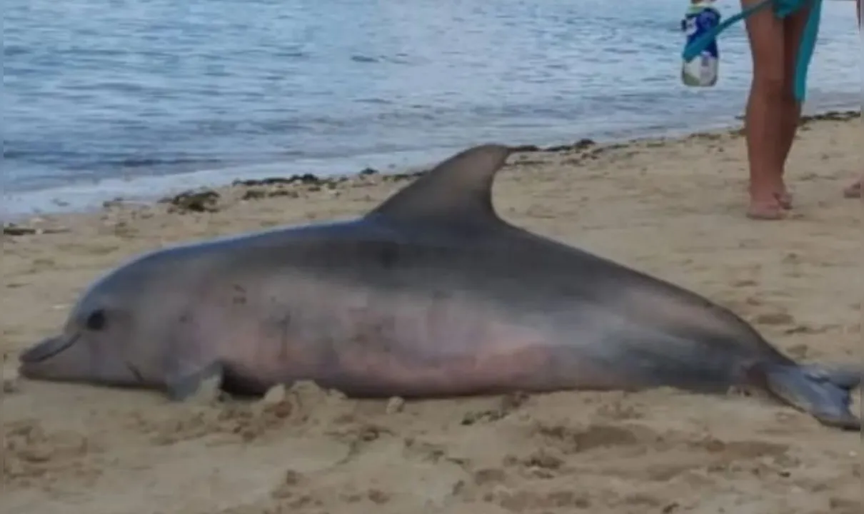 Golfinho é encontrado morto na praia de Tubarão em Salvador