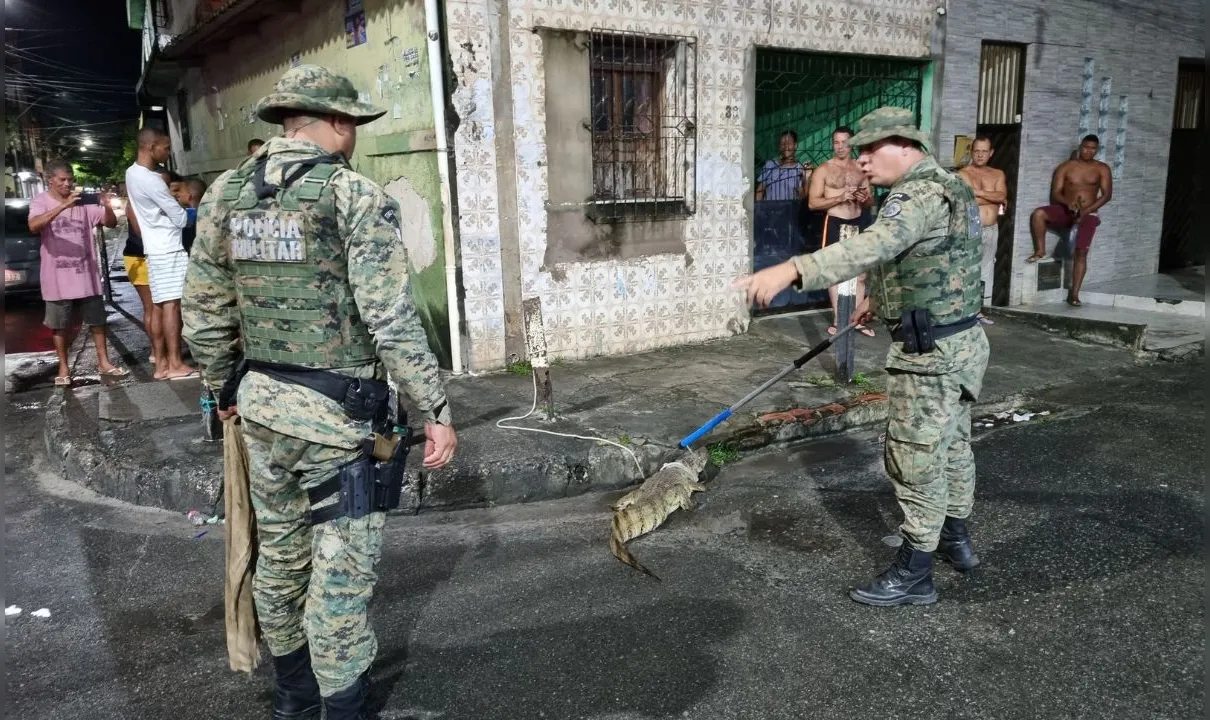 Dois jacarés, uma sucuri e jibóia já foram resgatadas durantes chuvas em Salvador e em Lauro de Freitas