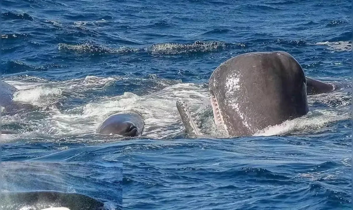 Cachalotes, cansadas e sem fôlego tentam se livrar das orcas