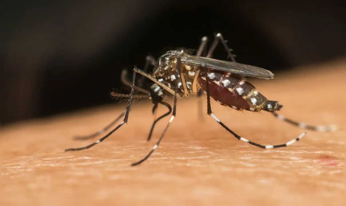 Especialista explica como funciona a vacina contra a dengue