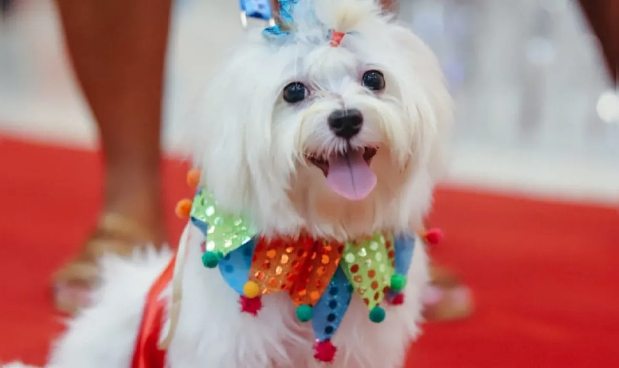 Shopping de Salvador recebe bloquinho com desfile de cachorros
