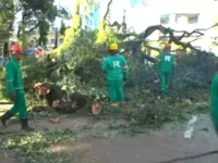 Árvore cai e bloqueia parte do trânsito no centro de Salvador