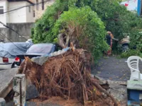 Árvore de grande porte atinge 4 veículos em Amaralina, Salvador