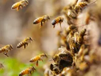 Bahia registra mais de 2.600 acidentes com abelhas; veja no Fala Bahia