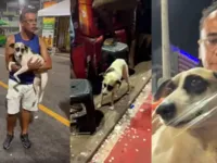 Cachorro é resgatado em circuito do carnaval de Salvador; veja