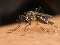 Dengue na Bahia: sobe para 20 o número de mortes