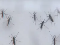Fala Bahia destaca aumento de 702,9% nos casos de dengue no estado