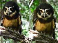 Lendária coruja-murucututu é reintegrada à natureza na Bahia