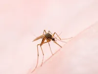 Número de mortes por dengue na Bahia sobe para 45