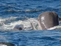 Nuvem de diarreia: a defesa surpreendente de baleias contra orcas