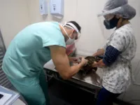 Pirajá: castração de animais pode ser feita em bairro de Salvador