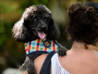 Saiba como amenizar medo dos pets durante queima de fogos no Ano Novo