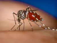 Sete pessoas já morreram por dengue na Bahia em 2024