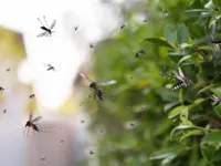 Sobe para 43 o número de mortos pela dengue na Bahia