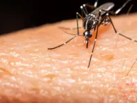 Sobe para 52 o número de mortos pela dengue na Bahia