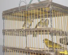 PRF flagra transporte ilegal de aves silvestres na Bahia