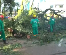 Árvore cai e bloqueia parte do trânsito no centro de Salvador