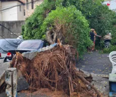 Árvore de grande porte atinge 4 veículos em Amaralina, Salvador