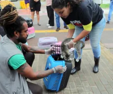 Cerca de 250 gatos são retirados da Colônia de Piatã, em Salvador