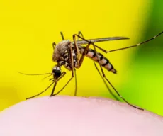 Dengue na Bahia: sobe para 33 o número de mortos pela doença