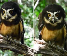 Lendária coruja-murucututu é reintegrada à natureza na Bahia