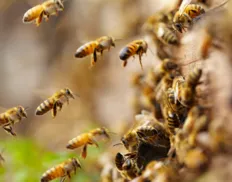 Bahia registra mais de 2.600 acidentes com abelhas; veja no Fala Bahia