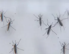 Fala Bahia destaca aumento de 702,9% nos casos de dengue no estado