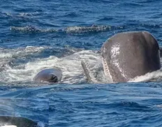 Nuvem de diarreia: a defesa surpreendente de baleias contra orcas