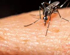 Sobe para 52 o número de mortos pela dengue na Bahia
