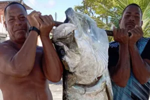 Peixe gigante: camurupim é pescado na Bahia; veja no Resenha das 7