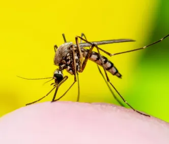 Dengue: 54 cidades da Bahia podem ampliar a faixa etária da vacinação