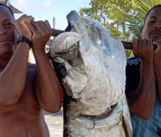 Peixe gigante: camurupim é pescado na Bahia; veja no Resenha das 7