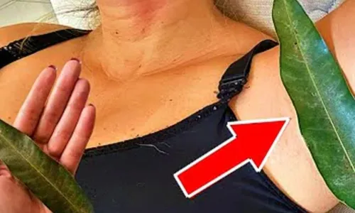

					Adeus cecê! Folha dá fim ao futum do sovaco e elimina males pelo xixi

				