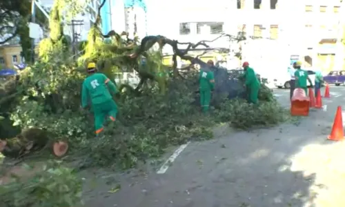 
				
					Árvore cai e bloqueia parte do trânsito no centro de Salvador
				
				