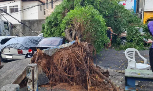  				 					Árvore de grande porte atinge 4 veículos em Amaralina, Salvador 				 				