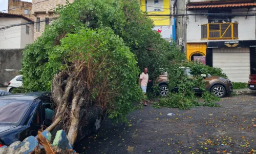  				 					Árvore de grande porte atinge 4 veículos em Amaralina, Salvador 				 				