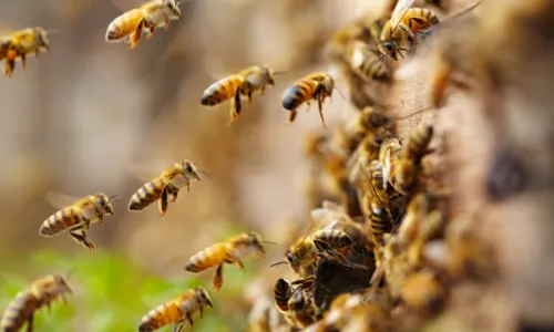 
				
					Bahia registra mais de 2.600 acidentes com abelhas; veja no Fala Bahia
				
				