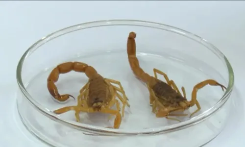 	Bahia registra mais de 5 mil casos envolvendo escorpiões em 3 meses	