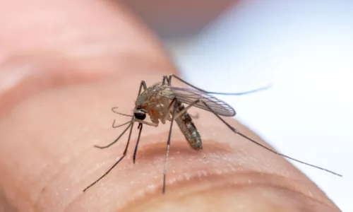 

					Bahia soma mais de 200 casos de 'Febre Oropouche'

				