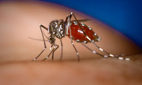 
				
					Bahia tem 17 mortes por dengue e 272 cidades em epidemia da doença
				
				