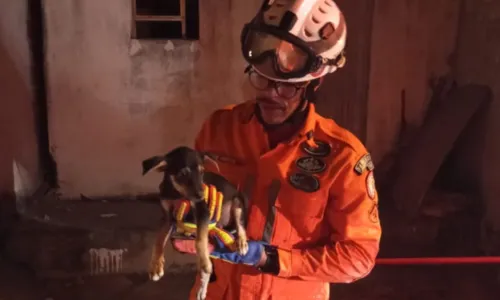 
				
					Bombeiros resgatam cachorro preso entre duas paredes na Bahia
				
				