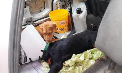 
				
					Cachorros são resgatados dentro de carro em Salvador
				
				
