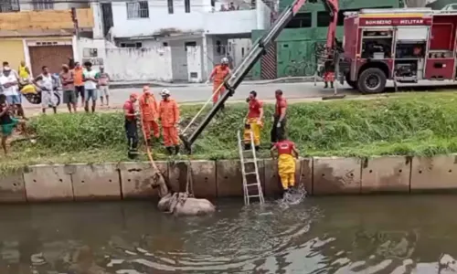 
				
					Cavalo cai em canal, fica atolado e é resgatado em Salvador
				
				