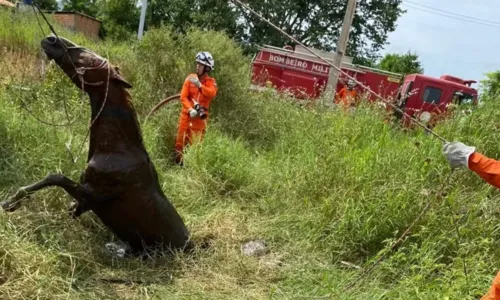 
				
					Cavalo cai em fossa e é resgatado com retroescavadeira na Bahia
				
				