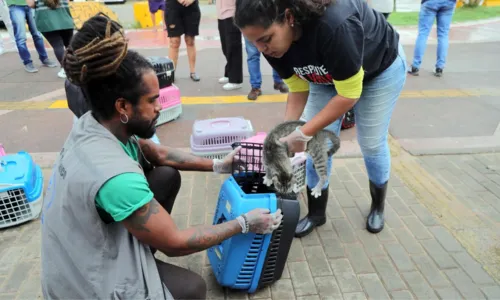
				
					Cerca de 250 gatos são retirados da Colônia de Piatã, em Salvador
				
				