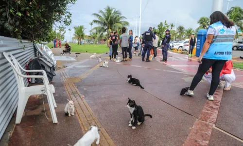 
				
					Cerca de 250 gatos são retirados da Colônia de Piatã, em Salvador
				
				